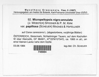 Lichenopeltella nigroannulata image